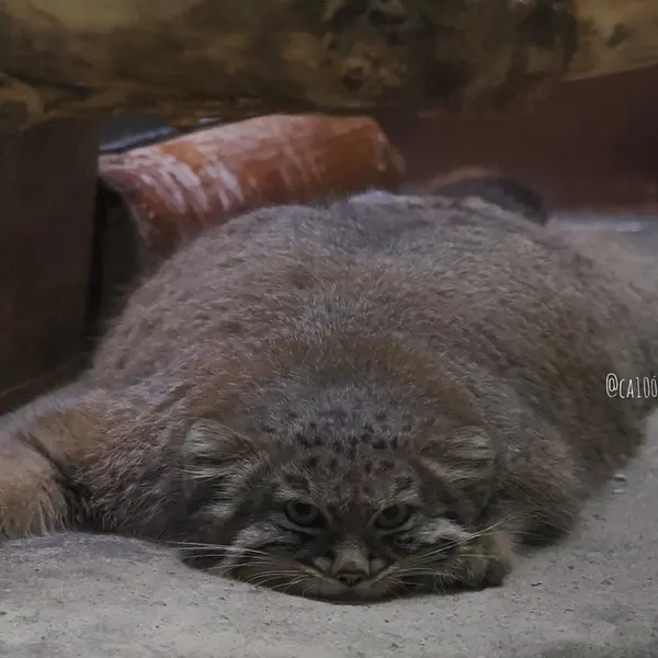 Фотография Абрикос в Зоопарке Уено