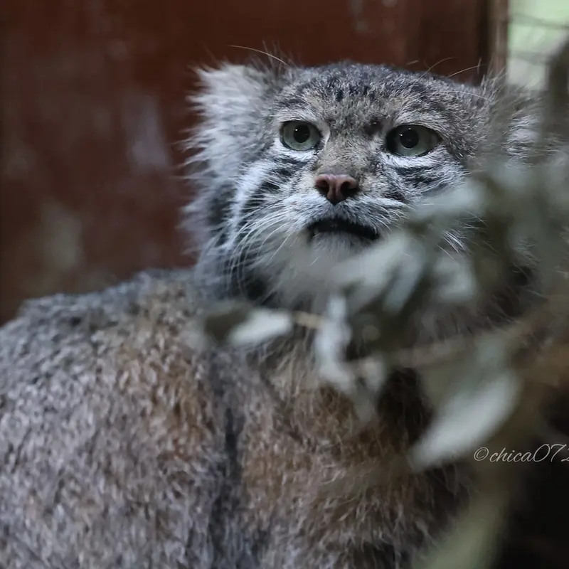 Фотография Клёна в Зоопарке Уено
