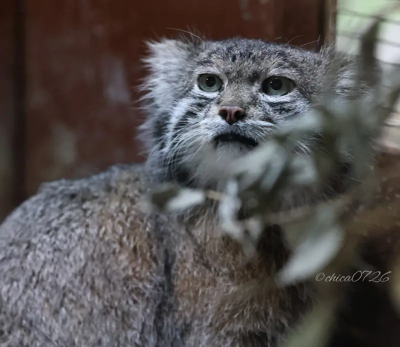 Фотография Клёна в Зоопарке Уено