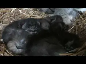 Видео Шивы, Тулы, и Адувы в Биг Кэт Сэнкшуари