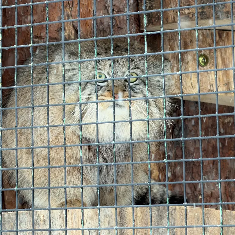 Фотография Шу в Ленинградском Зоопарке