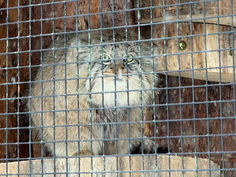 Фотография Шу в Ленинградском Зоопарке