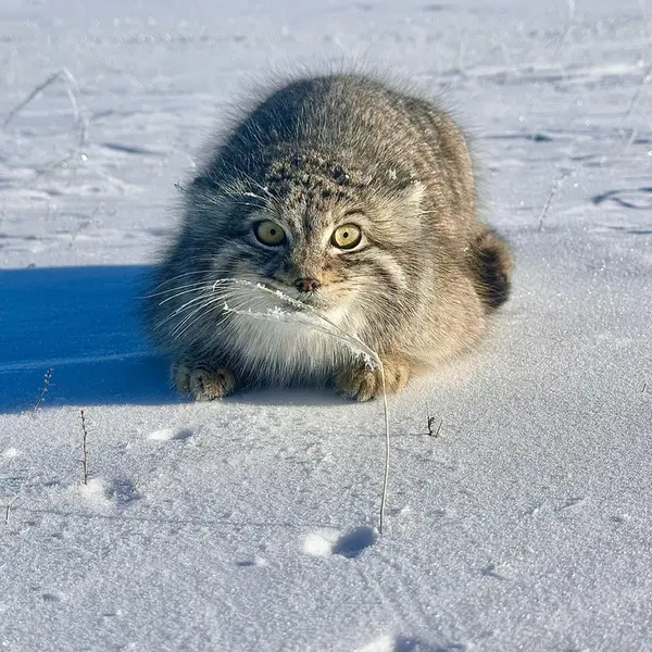 Фотография с манулом