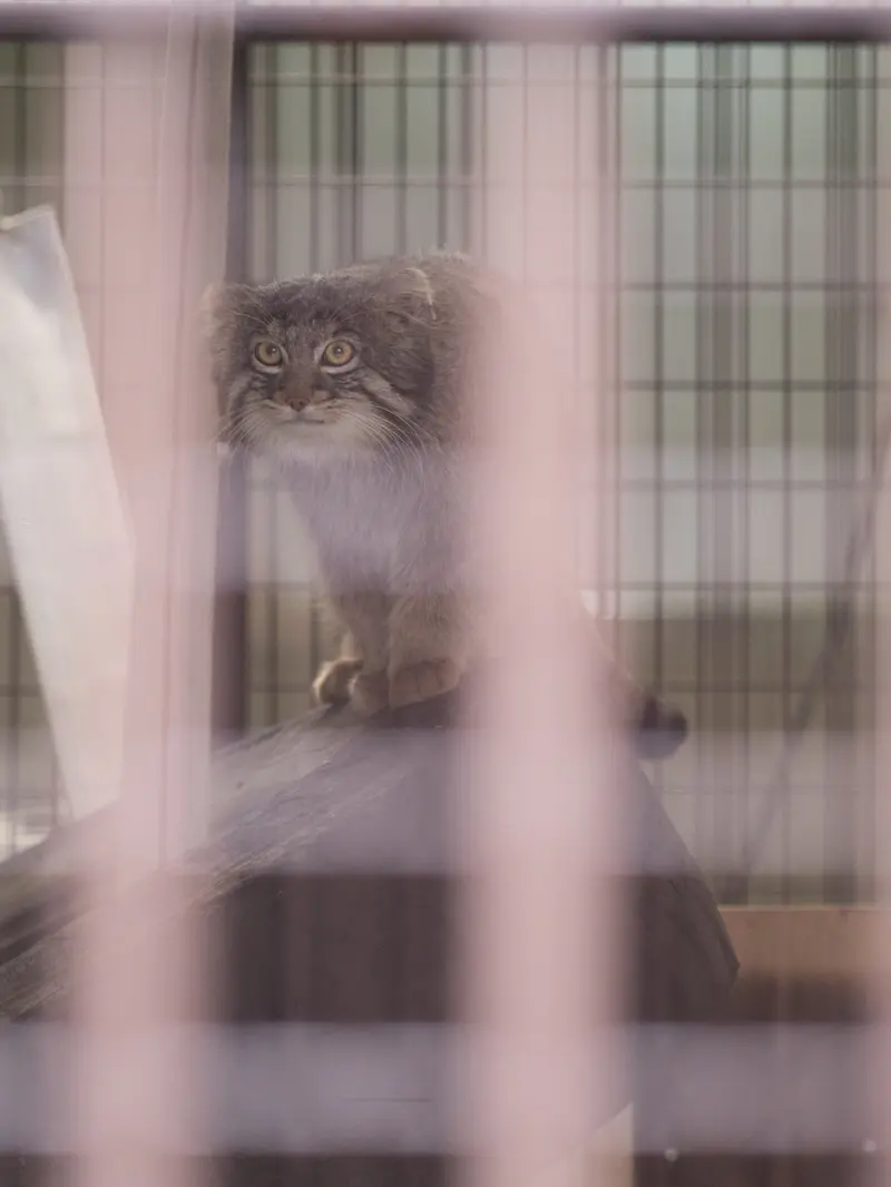 Фотография Фиги в Зоопарке Ногеяме