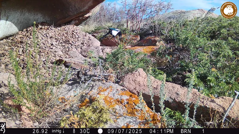 Фотография с манулом с фотоловушки Шубарайгыр [новинка]