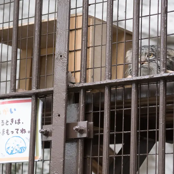 Фотография Фиги в Зоопарке Ногеяме