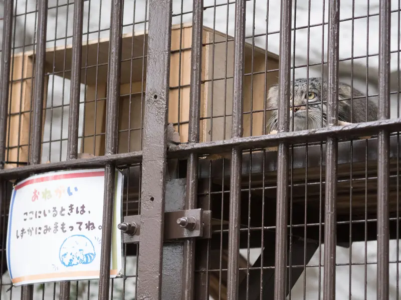 Фотография Фиги в Зоопарке Ногеяме