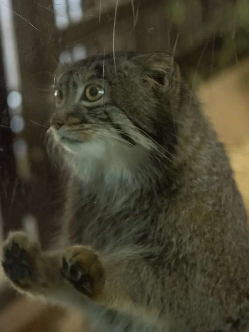 Фотография Фиги в Зоопарке Ногеяме