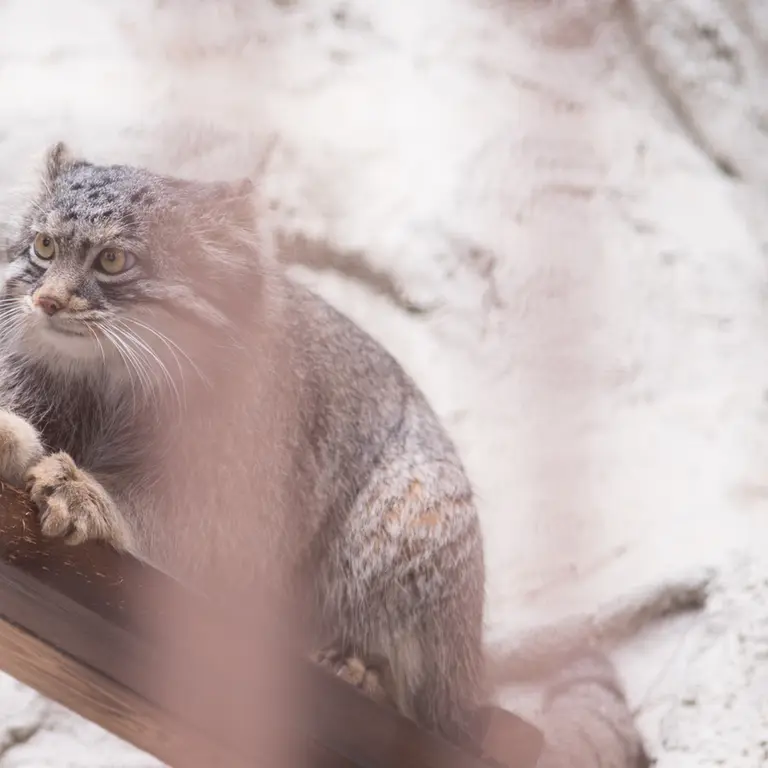 Фотография Фиги в Зоопарке Ногеяме