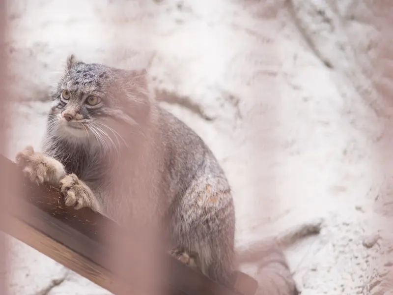 Фотография Фиги в Зоопарке Ногеяме