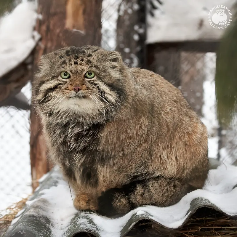 Фотография Караганды в Новосибирском Зоопарке