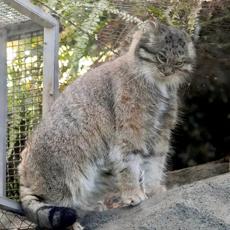 Фотография Аз в Царстве Животных Кобе