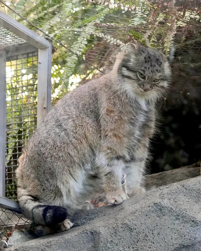 Фотография Аз в Царстве Животных Кобе