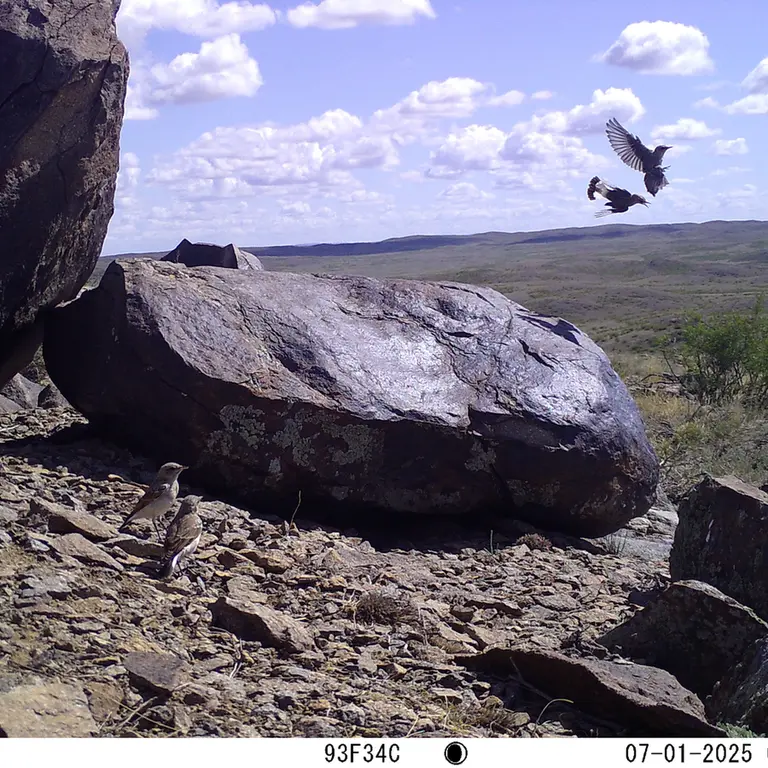 Фотография с манулом с фотоловушки Кошкар [новинка]