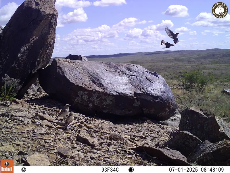 Фотография с манулом с фотоловушки Кошкар [новинка]