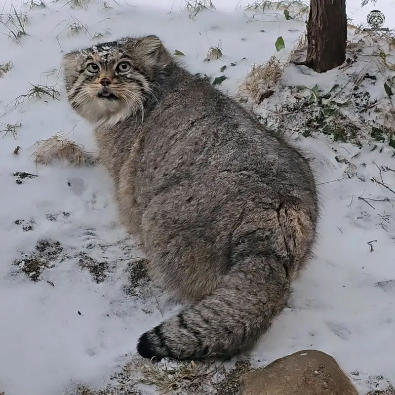 Фотография с манулом
