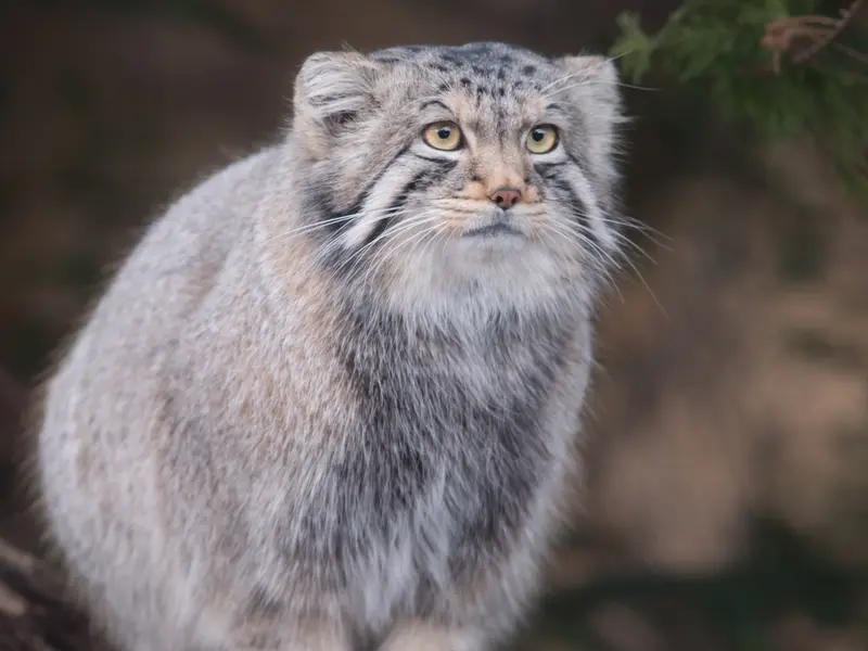 Фотография Нагому в Царстве Животных Насу
