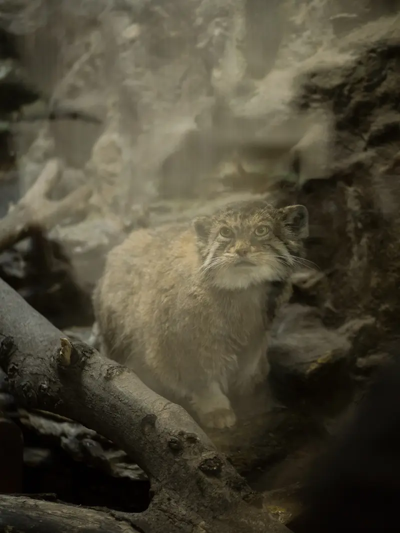 Фотография Примулы в Зоопарке Уено