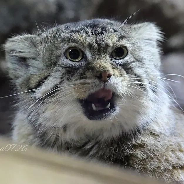 Фотография Примулы в Зоопарке Уено
