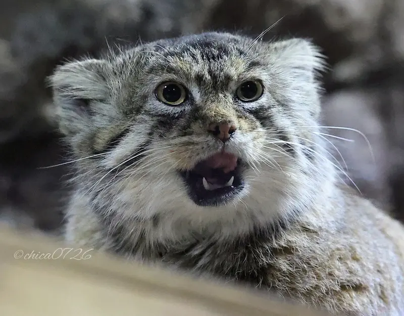 Фотография Примулы в Зоопарке Уено
