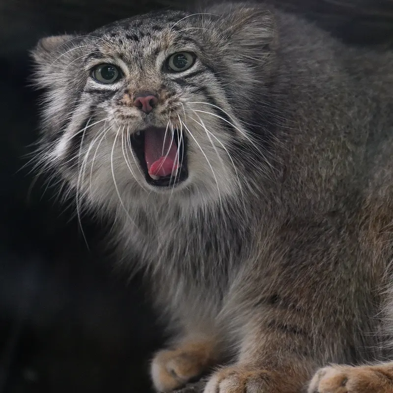 Фотография Аз в Царстве Животных Кобе