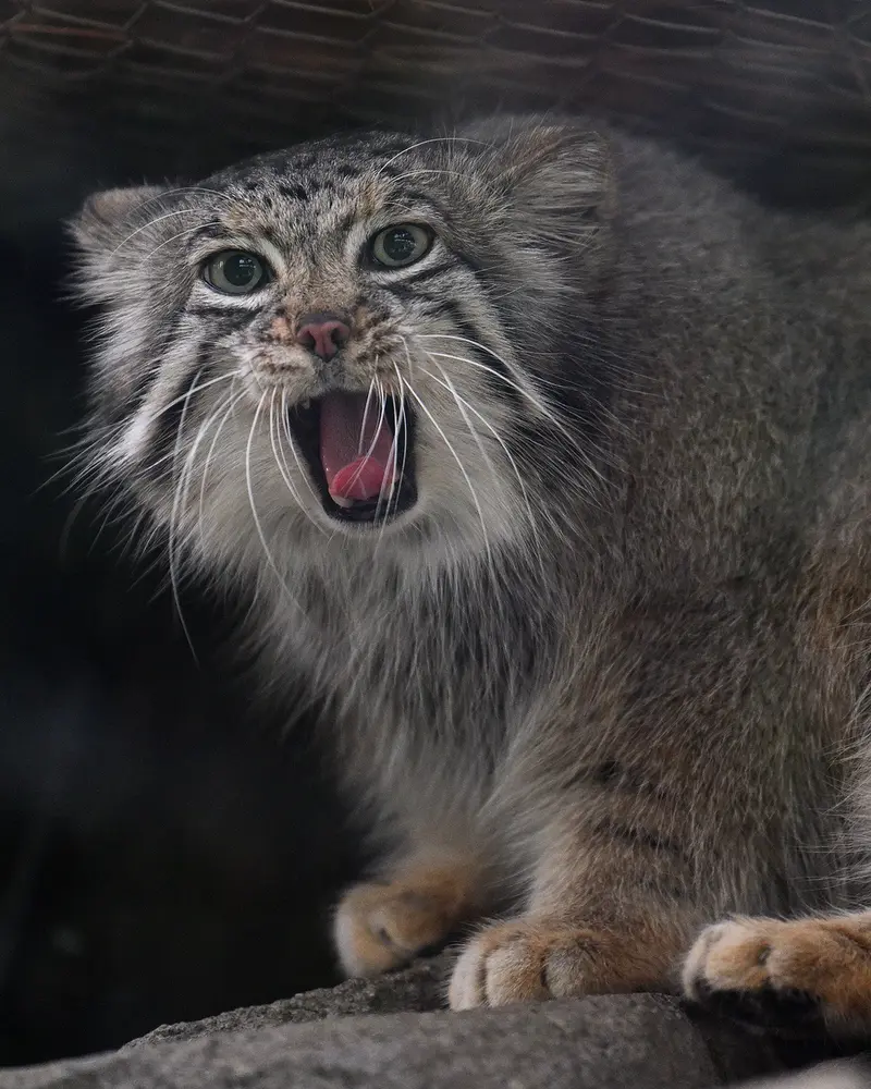 Фотография Аз в Царстве Животных Кобе