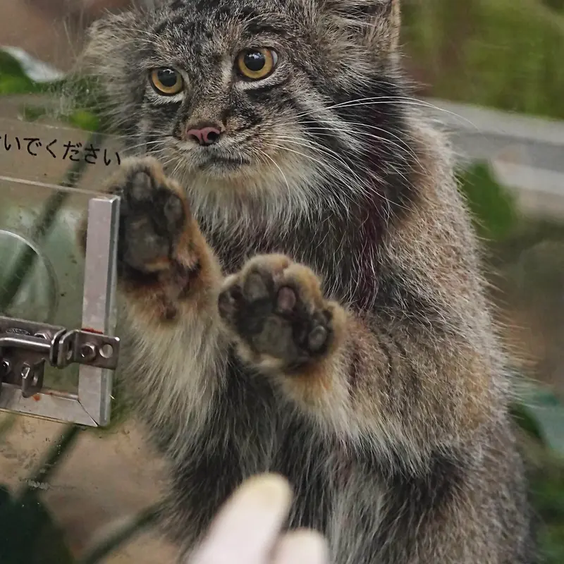 Фотография Нара в Царстве Животных Кобе