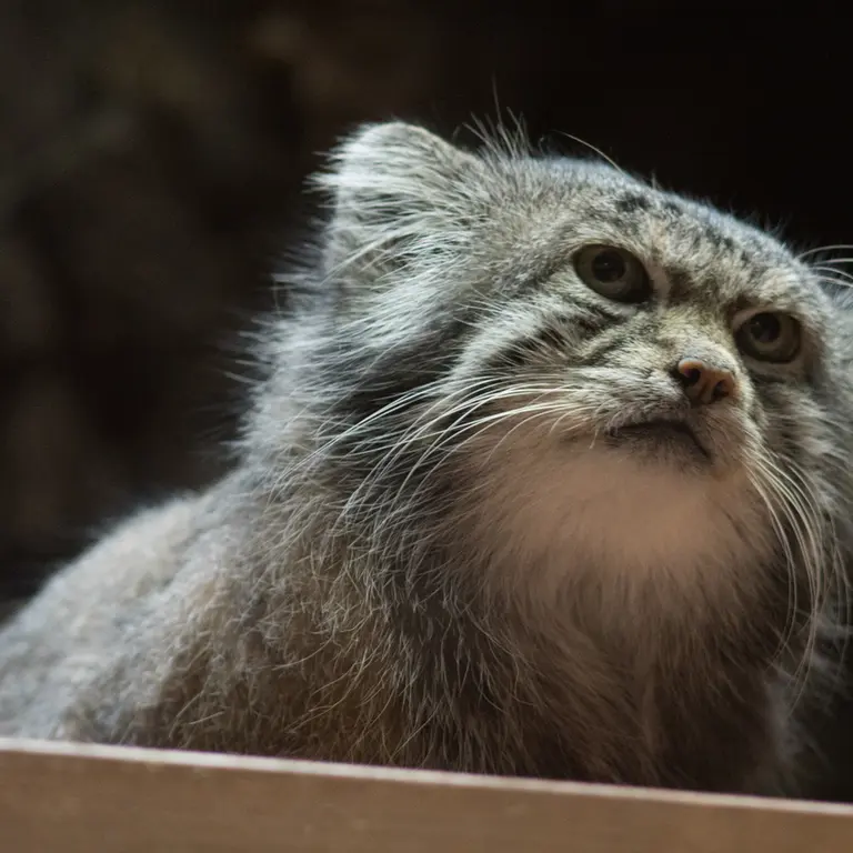 Фотография Клёна в Зоопарке Уено