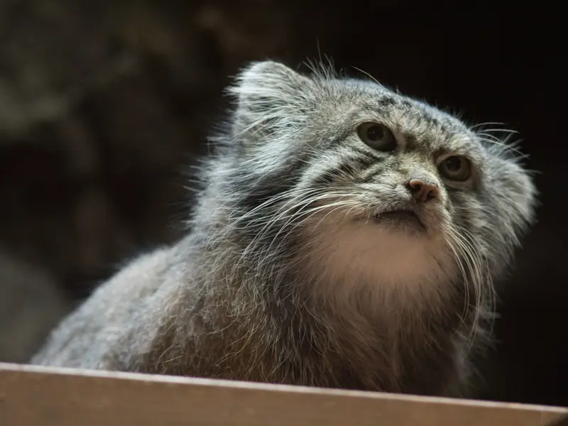 Фотография Клёна в Зоопарке Уено