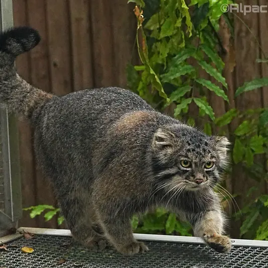 Фотография Нара в Царстве Животных Кобе