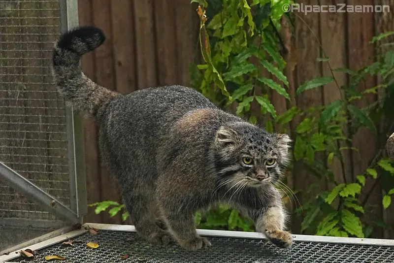 Фотография Нара в Царстве Животных Кобе