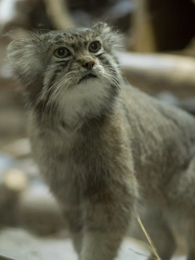 Фотография Клёна в Зоопарке Уено