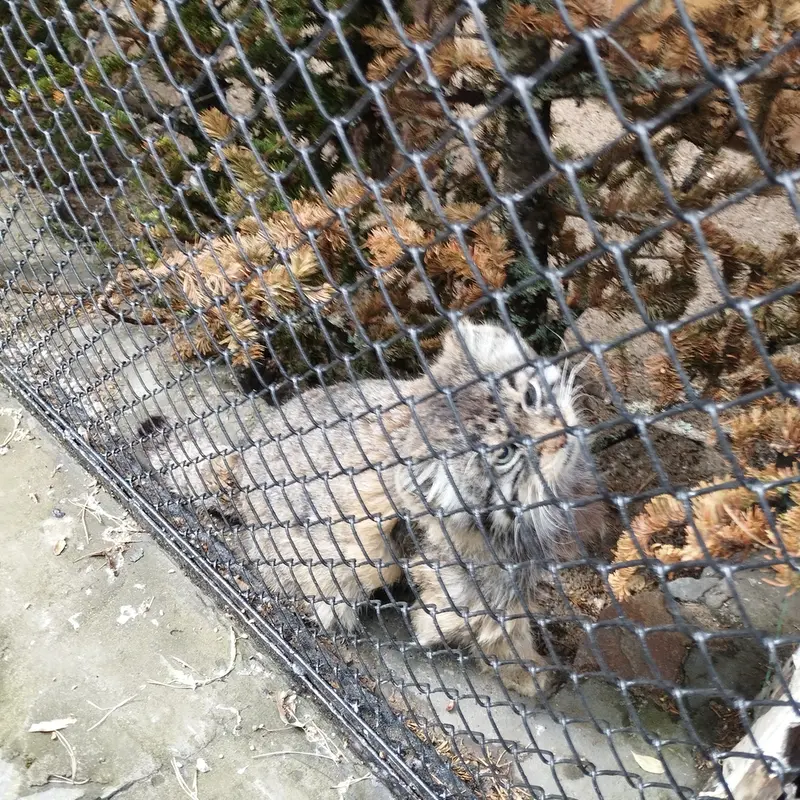 Фотография Зеленогорска в Новосибирском Зоопарке