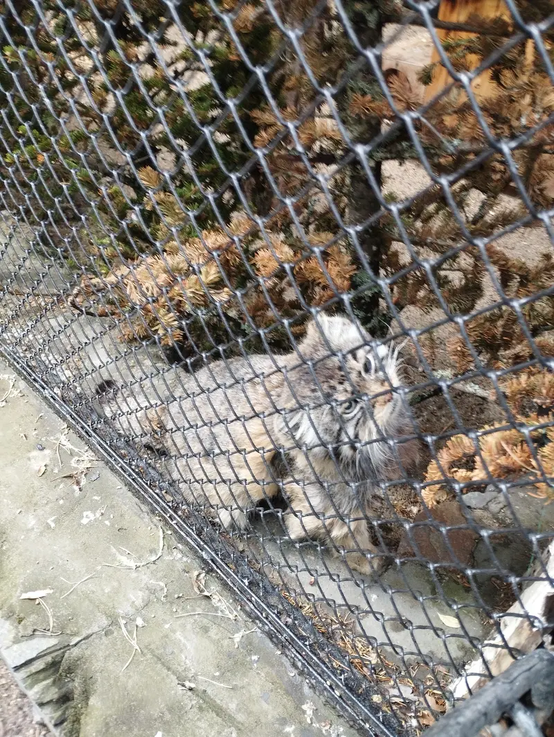 Фотография Зеленогорска в Новосибирском Зоопарке