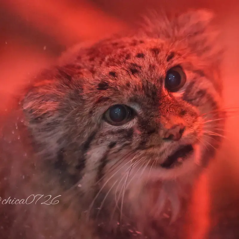 Фотография Найма в Зоопарке Уено