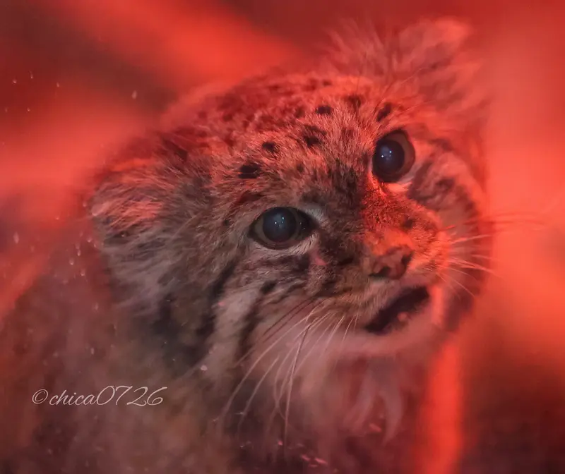 Фотография Найма в Зоопарке Уено