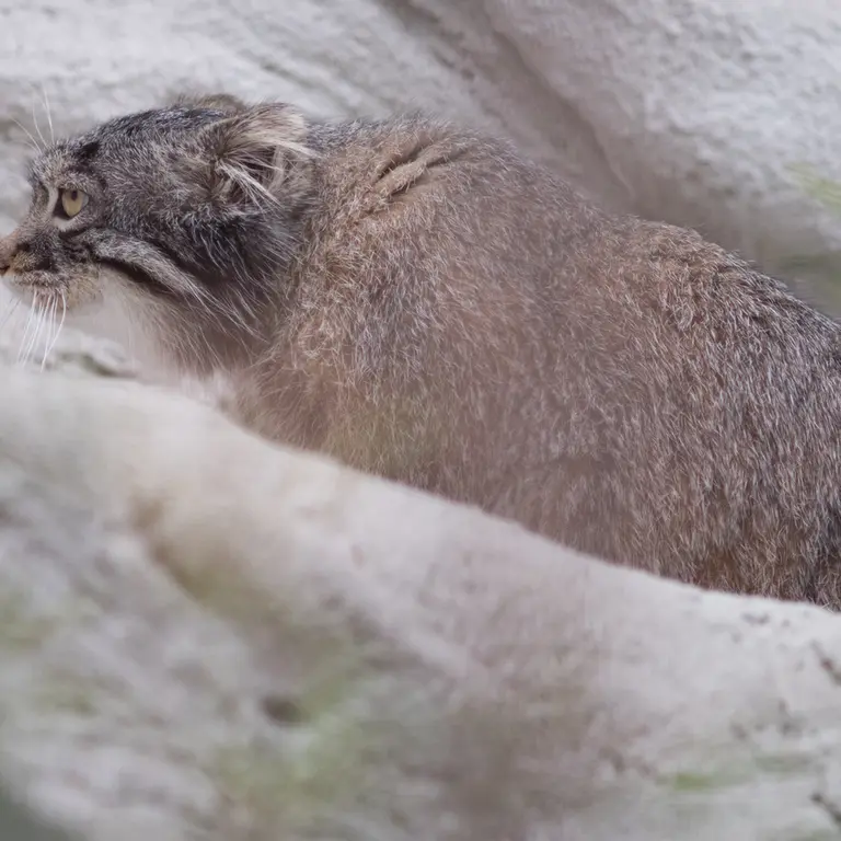 Фотография Фиги в Зоопарке Ногеяме