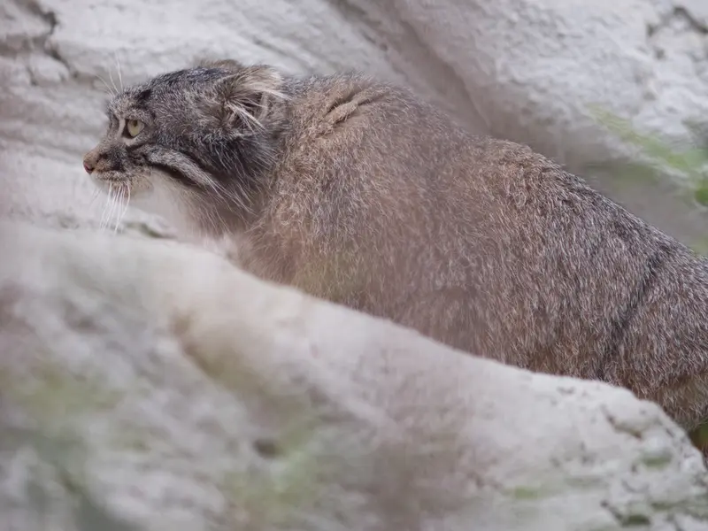 Фотография Фиги в Зоопарке Ногеяме