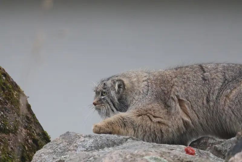 Фотография Аркаса в Зоопарке Коркеасаари