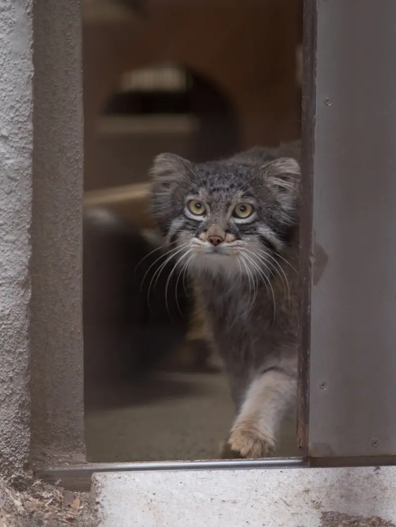 Фотография Фиги в Зоопарке Ногеяме