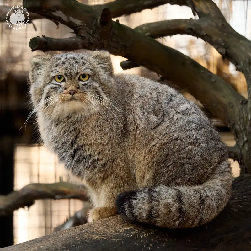 Фотография Лолошки 2024 Г.р. Ⅴ в Новосибирском Зоопарке