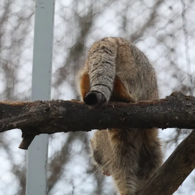 Фотография Аркаса в Зоопарке Коркеасаари