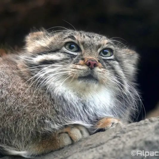 Фотография Аз в Царстве Животных Кобе