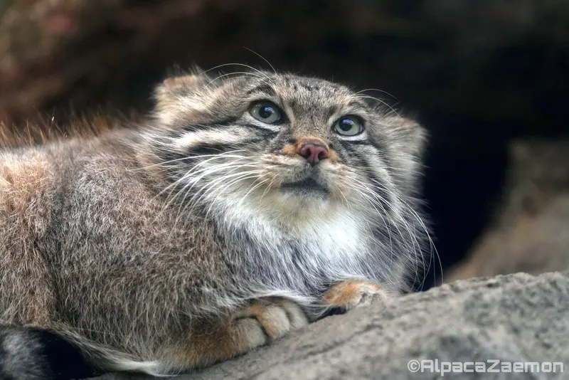 Фотография Аз в Царстве Животных Кобе