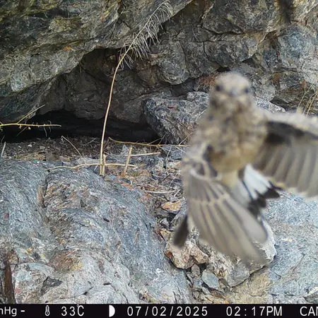 Фотография с манулом с фотоловушки Жунды 1