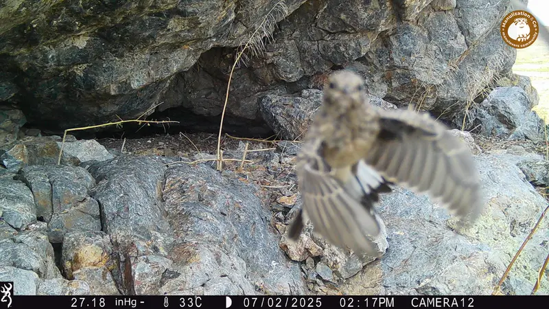 Фотография с манулом с фотоловушки Жунды 1