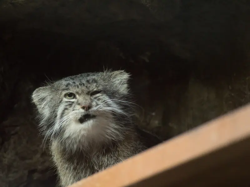 Фотография Клёна в Зоопарке Уено