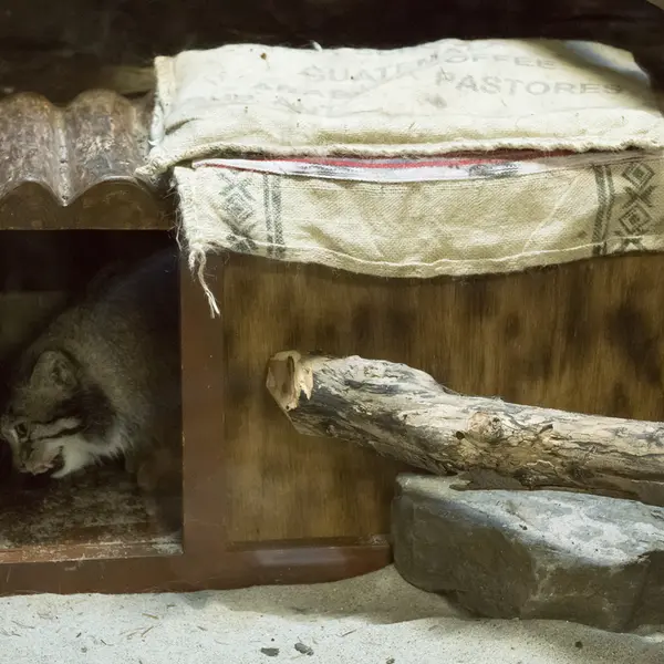 Фотография Клёна в Зоопарке Уено