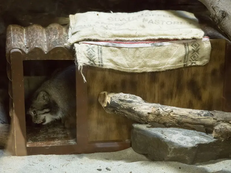 Фотография Клёна в Зоопарке Уено