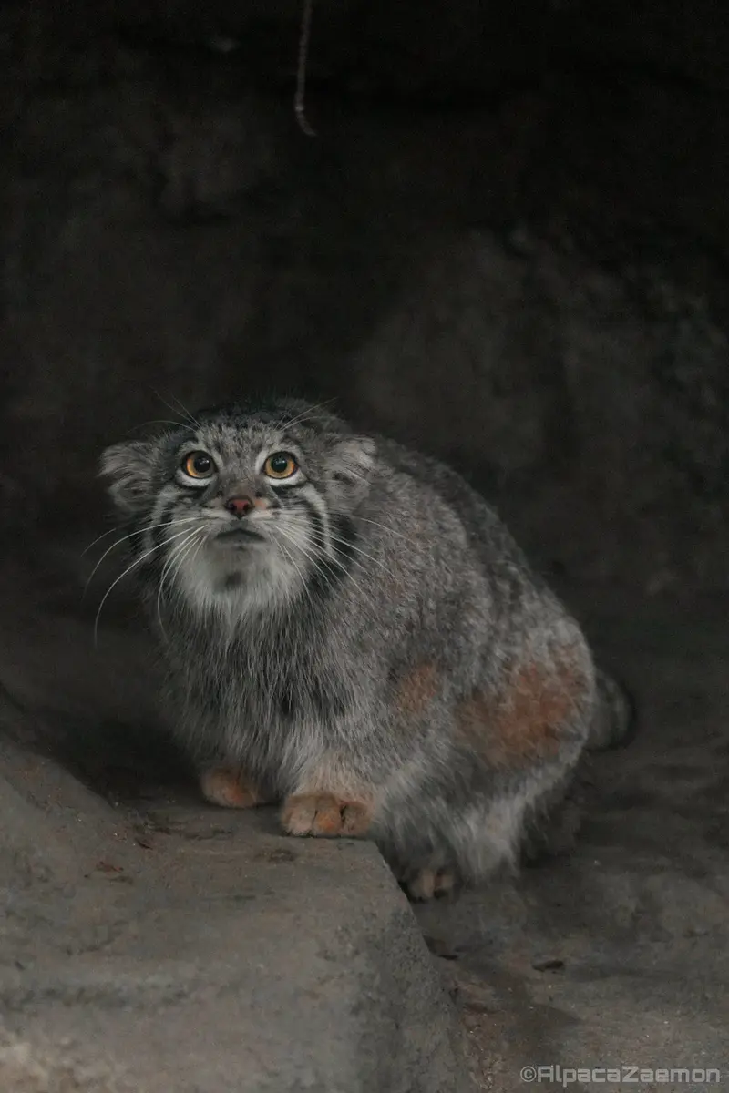 Фотография Ото в Царстве Животных Кобе